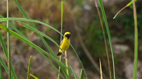 Tagsüber Auf Einem Grashalm Sitzend Asiatischer Goldweber Ploceus Hypoxanthus Männchen — Stockfoto