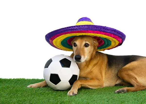 Cane Con Cappello Paglia Messicano Colorato Pallone Calcio — Foto Stock