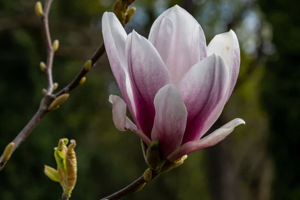 Κοντινό Πλάνο Της Magnolia Zenii Ενός Είδους Φυτού Της Οικογένειας — Φωτογραφία Αρχείου
