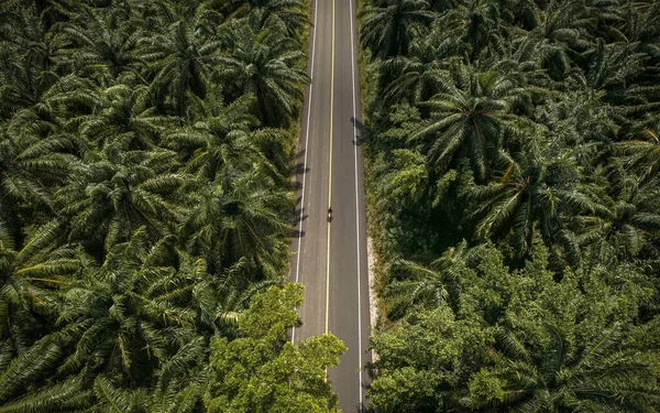 Drone Top View Country Road Luek Krabi Thailand Surrounded Palm — Stock Photo, Image