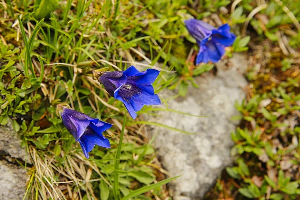 緑のぼんやりとした草の上に日本の巨人の花の浅い焦点 — ストック写真