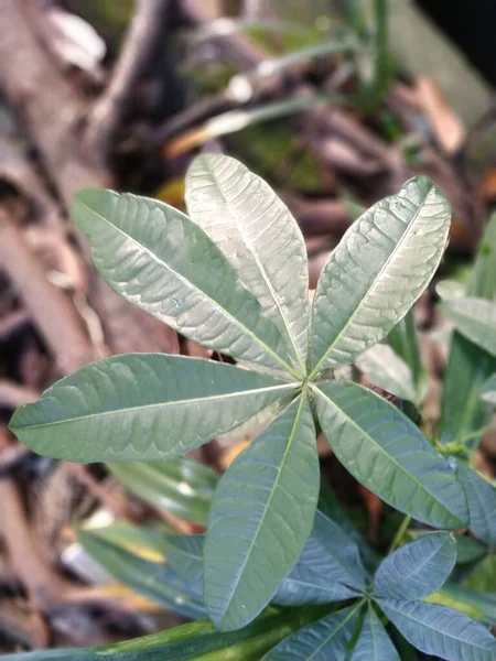 Close Uma Pequena Planta Encontrada Uma Área Urbana — Fotografia de Stock