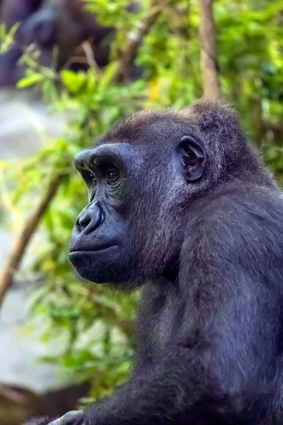 Bronx Hayvanat Bahçesi Nde Kongo Gorilinin Dikey Bir Fotoğrafı Çekildi — Stok fotoğraf