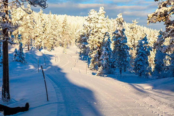 冬には野生の自然に囲まれたスキー道の美しいショット — ストック写真