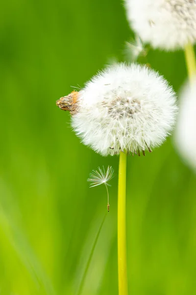 Pampeliška Taraxacum Rozmazaným Pozadím — Stock fotografie