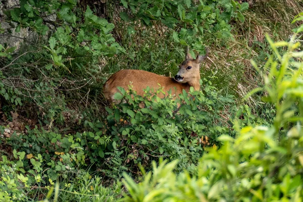 鬱蒼とした森の中の警告鹿 — ストック写真
