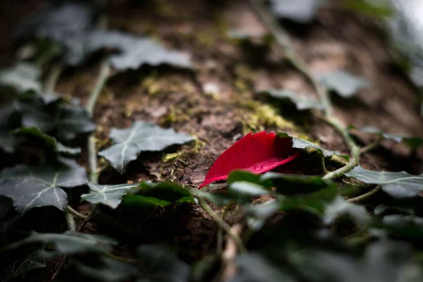 Selektywne Ujęcie Pojedynczego Czerwonego Urlopu Otoczonego Zielonymi Liśćmi Brązowej Ziemi — Zdjęcie stockowe