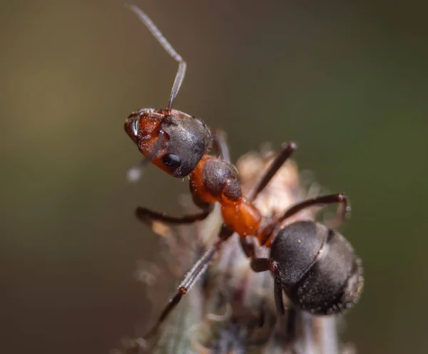 在模糊的背景上拍摄的一张红木蚂蚁的宏观照片 — 图库照片