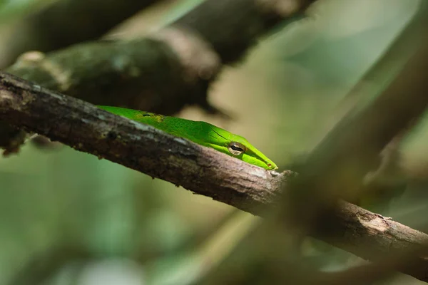 Tiro Close Uma Cabeça Cobra Videira Verde Galho Árvore — Fotografia de Stock