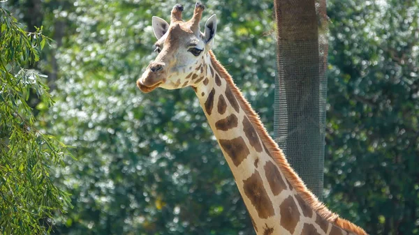 Gros Plan Une Jolie Girafe Debout Dans Parc — Photo
