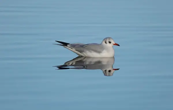 Tiro Perto Uma Gaivota Flutuando Lago Reflexivo — Fotografia de Stock