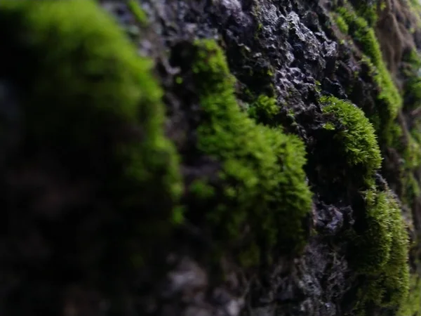 湿った岩の上で成長する苔植物の選択的焦点ショット — ストック写真