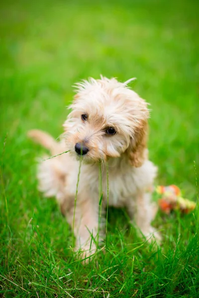 Vertical Closeup Shot Cute Cavapoo Crossbreed Dog Sitting Grass Its — Stock Photo, Image