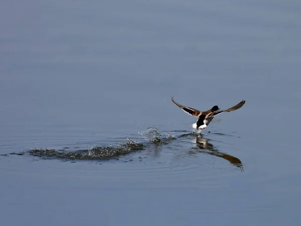 라드오리는 날개로 물에서 나온다 — 스톡 사진