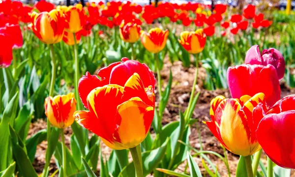 Selective Focus Shot Tulips Field — Stock Photo, Image