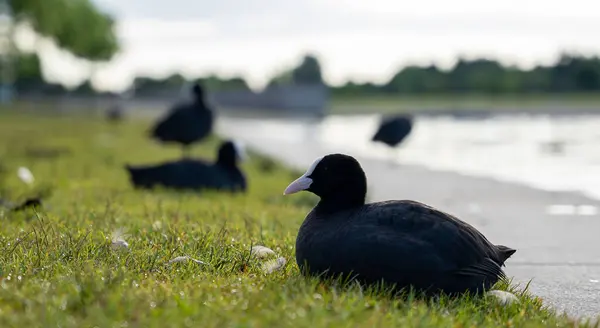 Primer Plano Foso Negro Sentado Césped Verde Cerca Lago —  Fotos de Stock