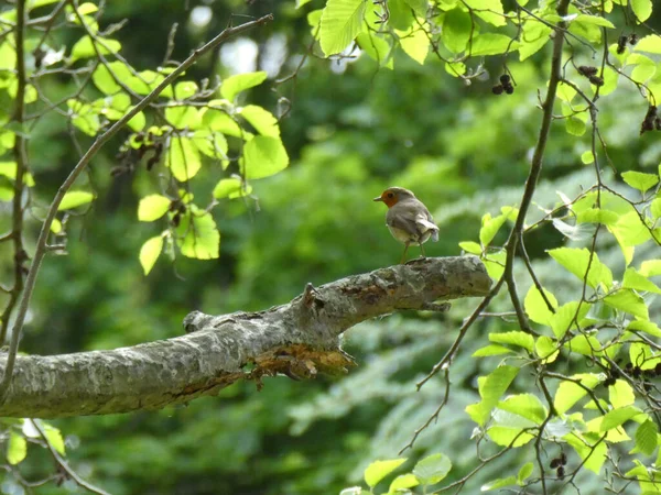 Een Selectieve Focusshot Van Een Roodborstje Neergestreken Een Tak Van — Stockfoto