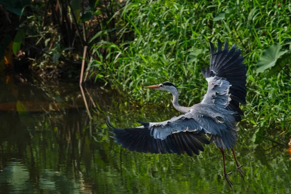 Närbild Grå Häger Redo Att Flyga Över Yta Sjö Reflekterande — Stockfoto