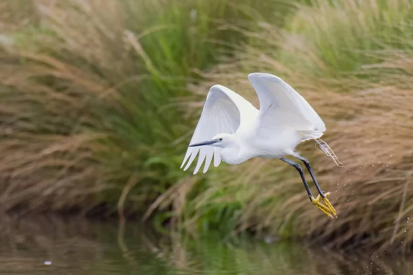 Крупный План Маленькой Цапли Egretta Garzetta Полете Над Рекой — стоковое фото