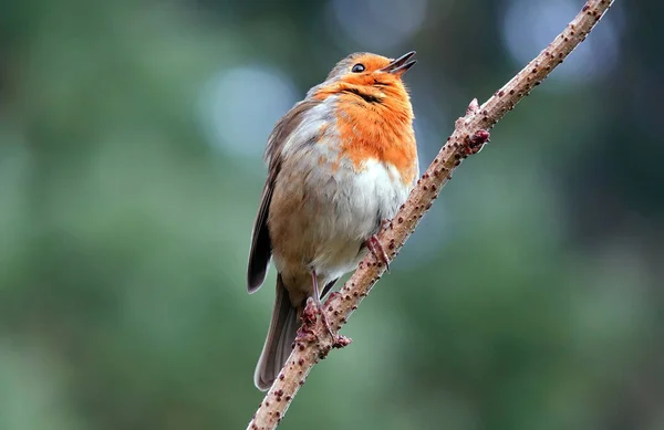 Una Hermosa Toma Petirrojo Cantor Europeo Una Rama — Foto de Stock