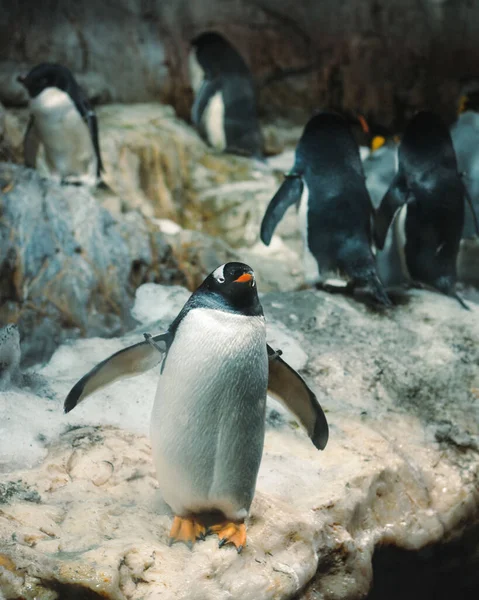 Plan Vertical Adorables Pingouins Sur Rocher — Photo