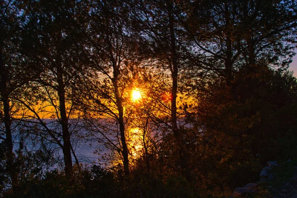 海岸の木々を通して水の体に輝く明るい夜の太陽の景色 — ストック写真