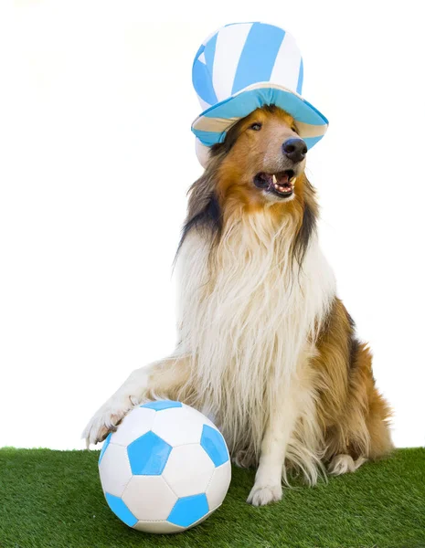 Portrait Rough Collie Posing Light Blue White Top Hat Soccer — Stock Photo, Image