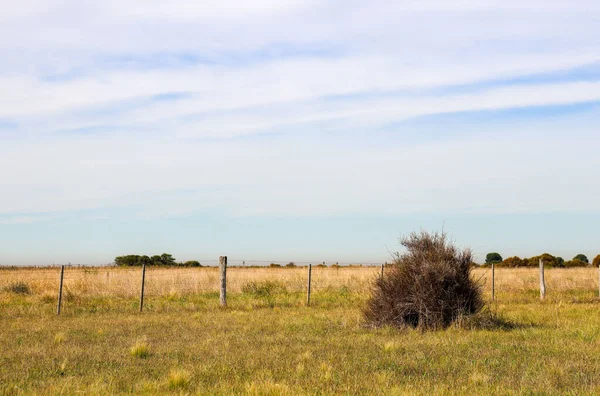 乾燥した草の畑で青い空と雲を相手に — ストック写真