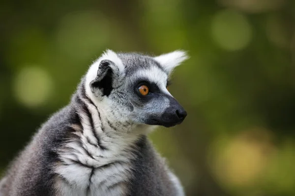 Ett Selektivt Lemur Ansikte Danmark — Stockfoto