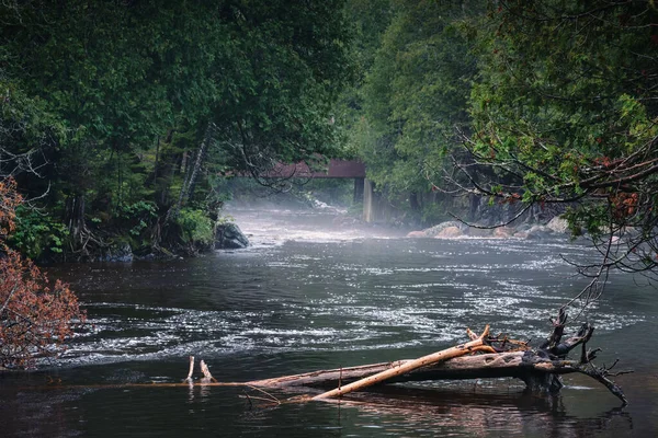 River Flowing Dense Green Forest — Stock Photo, Image