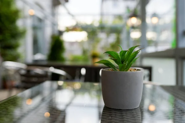 Een Close Van Een Groene Plant Een Keramische Pot Een — Stockfoto
