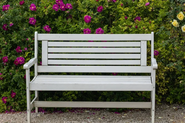 開花前の空の白いベンチバラの茂み — ストック写真