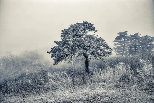 霧の中の他の木の背景のフィールド上の木のグレースケールショット — ストック写真