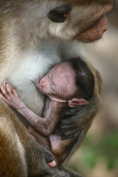 Ένα Κάθετο Κοντινό Πλάνο Μιας Μάνας Μαϊμούς Που Ταΐζει Μωρό — Φωτογραφία Αρχείου