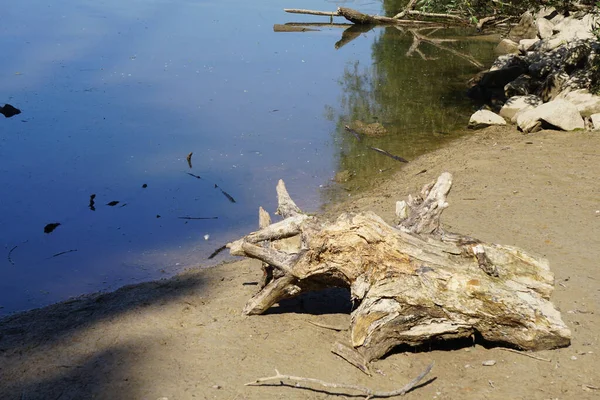 近照海滨一块破碎的浮木的特写 — 图库照片
