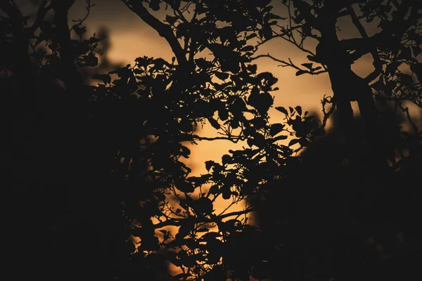 Une Silhouette Branches Coucher Soleil — Photo