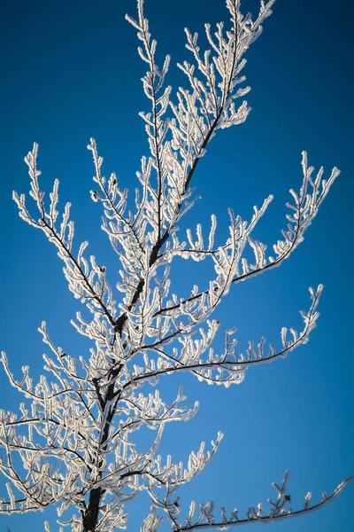 Pionowy Strzał Snowy Gałęzie Drzewa Przeciw Błękitnym Czystym Niebem — Zdjęcie stockowe