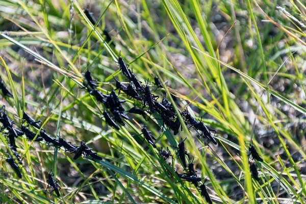 Enjambre Langostas Recién Nacidas Hierba Verde —  Fotos de Stock