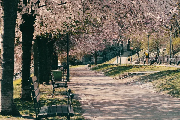 Una Ruta Parque Primavera Día Soleado — Foto de Stock