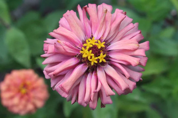 Bahçedeki Pembe Bir Zinnia Çiçeğinin Yakın Çekimi — Stok fotoğraf