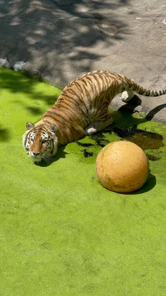Gros Plan Vertical Tigre Jouant Avec Une Boule Sur Surface — Photo