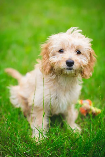 Vertical Closeup Shot Adorable Cavapoo Crossbreed Dog Grass — Stock Photo, Image