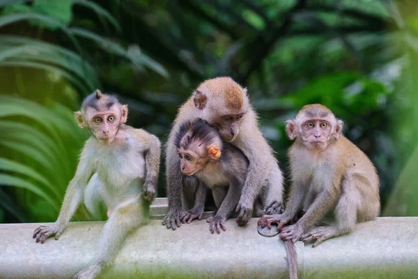 Een Prachtig Familieportret Van Apen — Stockfoto