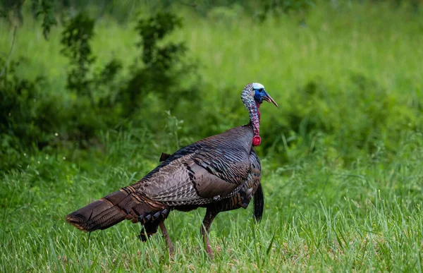 Der Heimische Truthahn Meleagris Gallopavo Domesticus Freiland — Stockfoto