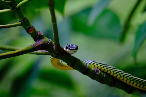 A paradise flying snake (Chrysopelea paradisi) on a branch