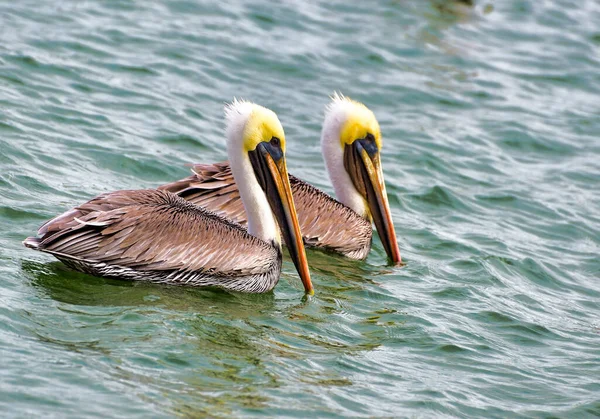 Zbliżenie Brązowe Pelikany Pływające Wodzie — Zdjęcie stockowe