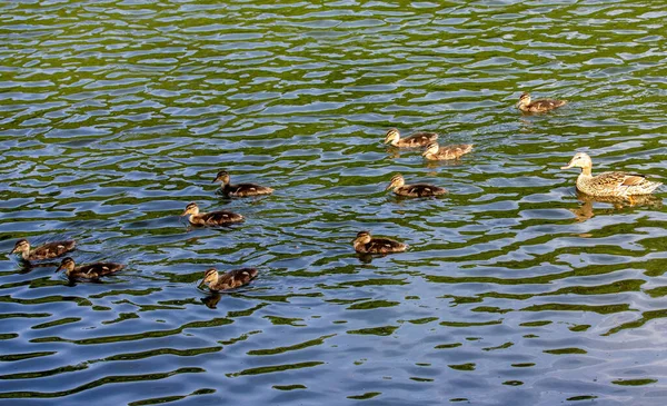 Göl Kenarında Tavukları Olan Vahşi Bir Ördek Doğa Bebek — Stok fotoğraf