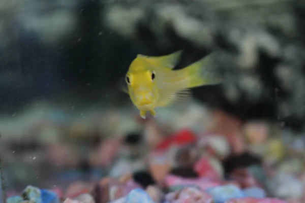一只可爱的带条纹的头盖鱼盯着水族馆杯子后面的摄像机 — 图库照片