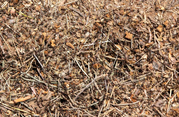 Close Many Ants Ground Fauna Swarm — Stock Photo, Image