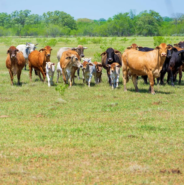 Primer Plano Hermosas Vacas Pastando Campo — Foto de Stock